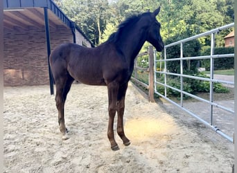 Oldenbourg, Jument, Poulain (05/2026), Noir