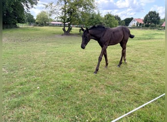Oldenbourg, Jument, Poulain (05/2026), Noir