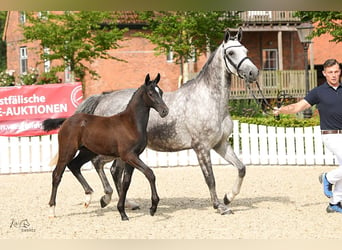 Oldenbourg, Jument, Poulain (05/2024), Peut devenir gris