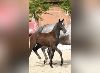 Oldenbourg, Jument, Poulain (05/2024), Peut devenir gris