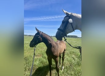 Oldenbourg, Jument, Poulain (05/2026), Peut devenir gris