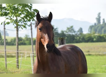 Oldenburg, Castrone, 10 Anni, 160 cm, Baio