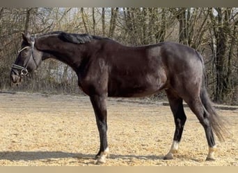 Oldenburg, Castrone, 10 Anni, 160 cm, Morello