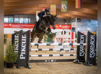 Oldenburg, Castrone, 10 Anni, 165 cm, Baio