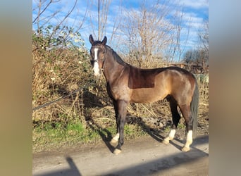 Oldenburg, Castrone, 10 Anni, 166 cm, Baio