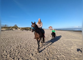 Oldenburg, Castrone, 10 Anni, 166 cm, Baio chiaro