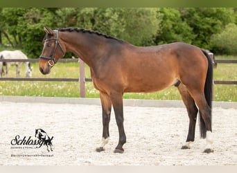 Oldenburg, Castrone, 10 Anni, 170 cm, Baio
