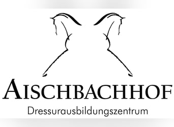 Oldenburg, Castrone, 10 Anni, 171 cm, Sauro