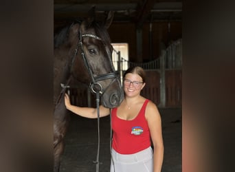 Oldenburg, Castrone, 10 Anni, 172 cm, Morello