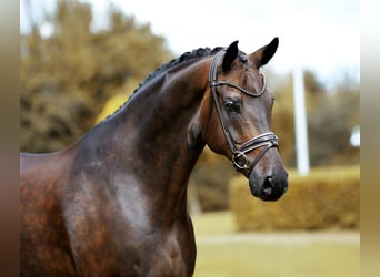 Oldenburg, Castrone, 10 Anni, 173 cm, Baio nero