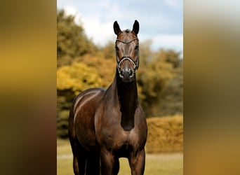 Oldenburg, Castrone, 10 Anni, 173 cm, Baio nero