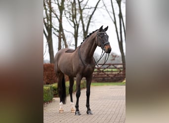 Oldenburg, Castrone, 10 Anni, 173 cm, Baio nero