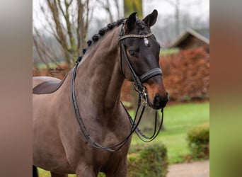 Oldenburg, Castrone, 10 Anni, 173 cm, Baio nero