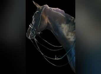 Oldenburg, Castrone, 10 Anni, 173 cm, Baio scuro
