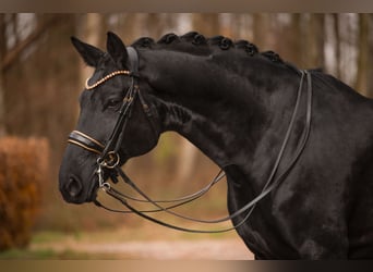 Oldenburg, Castrone, 10 Anni, 175 cm, Morello