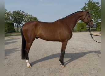 Oldenburg, Castrone, 10 Anni, 176 cm, Baio
