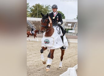 Oldenburg, Castrone, 11 Anni, 162 cm, Baio ciliegia