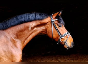 Oldenburg, Castrone, 11 Anni, 163 cm, Baio