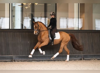 Oldenburg, Castrone, 11 Anni, 166 cm, Sauro scuro