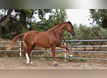 Oldenburg, Castrone, 11 Anni, 167 cm, Sauro scuro