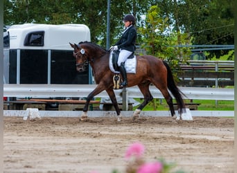 Oldenburg, Castrone, 11 Anni, 170 cm, Baio scuro