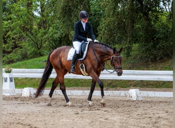 Oldenburg, Castrone, 11 Anni, 170 cm, Baio scuro