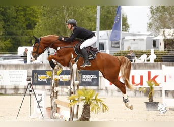 Oldenburg, Castrone, 11 Anni, 170 cm, Sauro