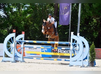 Oldenburg, Castrone, 11 Anni, 170 cm, Sauro