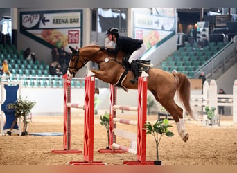 Oldenburg, Castrone, 11 Anni, 170 cm, Sauro