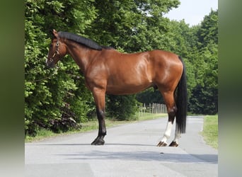 Oldenburg, Castrone, 11 Anni, 172 cm, Baio