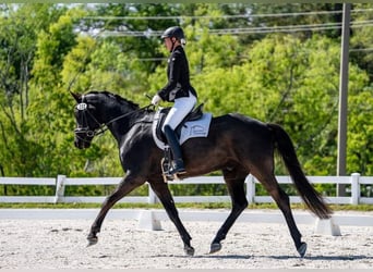 Oldenburg, Castrone, 11 Anni, 172 cm, Morello
