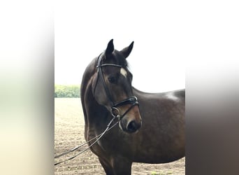 Oldenburg, Castrone, 11 Anni, 173 cm, Baio