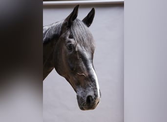 Oldenburg, Castrone, 11 Anni, 175 cm, Morello