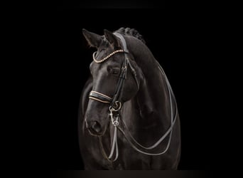 Oldenburg, Castrone, 11 Anni, 175 cm, Morello