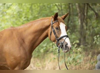 Oldenburg, Castrone, 11 Anni, 175 cm, Sauro