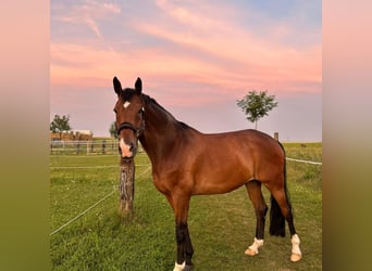 Oldenburg, Castrone, 11 Anni, 177 cm, Baio