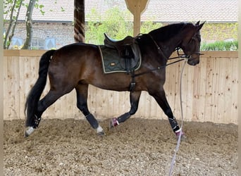 Oldenburg, Castrone, 11 Anni, 183 cm, Baio