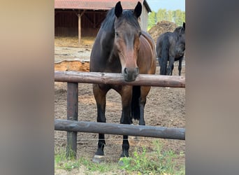 Oldenburg, Castrone, 11 Anni, 183 cm, Baio