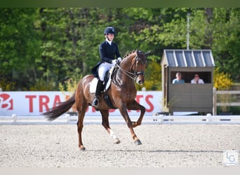 Oldenburg, Castrone, 11 Anni