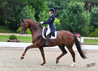 Oldenburg, Castrone, 11 Anni