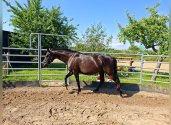 Oldenburg, Castrone, 12 Anni, 165 cm, Morello