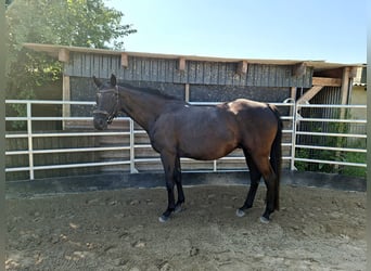 Oldenburg, Castrone, 12 Anni, 165 cm, Morello