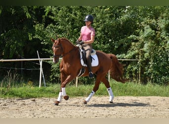 Oldenburg, Castrone, 12 Anni, 165 cm, Sauro