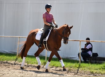 Oldenburg, Castrone, 12 Anni, 165 cm, Sauro