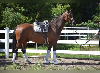 Oldenburg, Castrone, 12 Anni, 168 cm, Baio