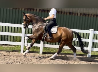 Oldenburg, Castrone, 12 Anni, 168 cm, Baio