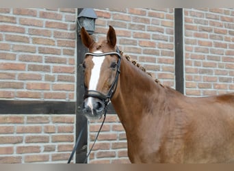 Oldenburg, Castrone, 12 Anni, 172 cm, Sauro