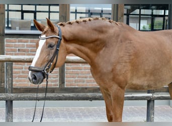 Oldenburg, Castrone, 12 Anni, 172 cm, Sauro