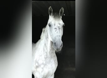 Oldenburg, Castrone, 12 Anni, 173 cm, Grigio pezzato