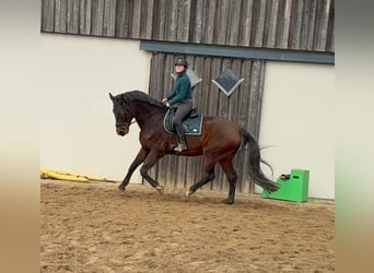 Oldenburg, Castrone, 12 Anni, 174 cm, Baio